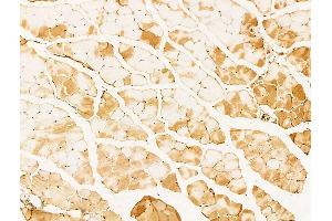 AMELX Antibody at 1/100 staining Mouse muscle tissue by IHC-P. (AMELX anticorps  (Internal Region))