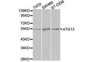 Western Blotting (WB) image for anti-Autophagy Related 13 (ATG13) antibody (ABIN1871135) (ATG13 anticorps)