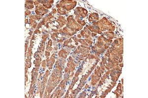 Immunohistochemistry of paraffin-embedded mouse stomach using BCL2L14/BCL2L14/BCLG Rabbit mAb (ABIN7265865) at dilution of 1:100 (40x lens). (BCL2L14 anticorps)