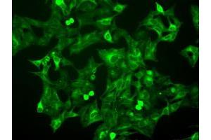 Image no. 9 for anti-Budding Uninhibited By Benzimidazoles 1 Homolog beta (Yeast) (BUB1B) antibody (ABIN1496995) (BUB1B anticorps)