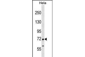 FIGNL1 Antibody (N-term) (ABIN1538966 and ABIN2849262) western blot analysis in Hela cell line lysates (35 μg/lane). (FIGNL1 anticorps  (N-Term))