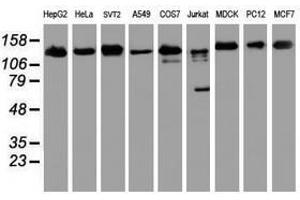 Image no. 10 for anti-Ubiquitin Specific Peptidase 10 (USP10) antibody (ABIN1501687)
