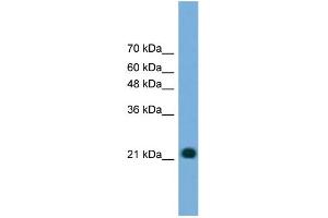WB Suggested Anti-MYL4 Antibody Titration: 0.