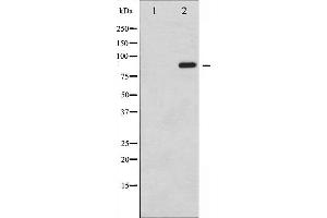Western blot analysis of STAT6 phosphorylation expression in IL-4 treated HeLa whole cell lysates,The lane on the left is treated with the antigen-specific peptide. (STAT6 anticorps  (pTyr641))