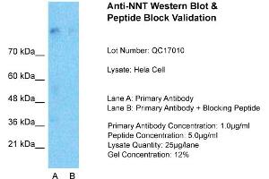 Host:  Rabbit  Target Name:  NNT  Sample Type:  Hela Whole cell  Lane A:  Primary Antibody  Lane B:  Primary Antibody + Blocking Peptide  Primary Antibody Concentration:  1ug/ml  Peptide Concentration:  5ug/ml  Lysate Quantity:  25ug/lane/Lane  Gel Concentration:  0. (NNT anticorps  (N-Term))