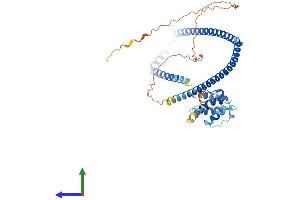 AlphaFold protein structure predicition of Mouse Recombinant Cluap1 Protein, UniprotID Q8R3P7