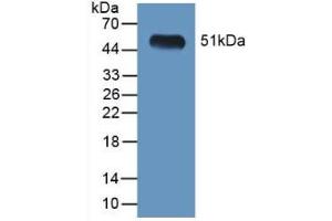 Figure. (LGMN anticorps  (AA 18-435))