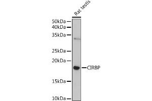 Western blot analysis of extracts of Rat testis, using CIRBP Rabbit pAb (ABIN6129747, ABIN6138627, ABIN6138629 and ABIN6221699) at 1:1000 dilution. (CIRBP anticorps  (AA 1-172))