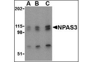 Western blot analysis of NPAS3 in SK-N-SH cell lysate with this product at (A) 0. (NPAS3 anticorps  (N-Term))