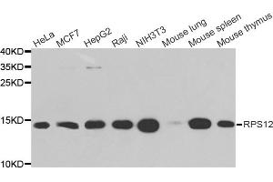 Western blot analysis of extracts of various cell lines, using RPS12 antibody (ABIN5973491) at 1/1000 dilution. (RPS12 anticorps)
