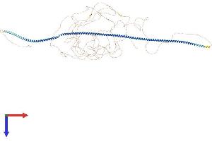 AlphaFold protein structure predicition of Mouse Recombinant Mtus2 Protein, UniprotID Q3UHD3