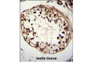 TSPYL6 Antibody (Center) (ABIN655239 and ABIN2844842) immunohistochemistry analysis in formalin fixed and paraffin embedded human testis tissue followed by peroxidase conjugation of the secondary antibody and DAB staining. (TSPY-Like 6 anticorps  (AA 206-235))