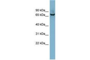 Image no. 1 for anti-Acetylcholinesterase (AChE) (AA 179-228) antibody (ABIN6741855) (Acetylcholinesterase anticorps  (AA 179-228))