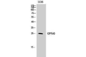 Western Blotting (WB) image for anti-Free Fatty Acid Receptor 1 (FFAR1) (Internal Region) antibody (ABIN3184898) (FFAR1 anticorps  (Internal Region))