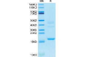 Cynomolgus Transthyretin on Tris-Bis PAGE under reduced condition.