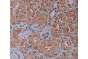 IHC-P analysis of Kidney tissue, with DAB staining. (BIP1 anticorps  (C-Term))