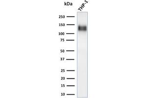 Western Blot Analysis of human THP-1 cell lysate using CD31-Monospecific Recombinant Rabbit Monoclonal Antibody (C31/1395R). (Recombinant CD31 anticorps)
