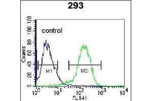 ENG Antibody (Center) (ABIN655186 and ABIN2844801) flow cytometric analysis of 293 cells (right histogram) compared to a negative control cell (left histogram).