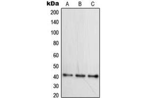Western blot analysis of WNT16 expression in HepG2 (A), Raji (B), Ramos (C) whole cell lysates.