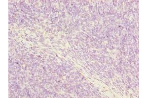 Immunohistochemistry of paraffin-embedded human thymus tissue using ABIN7162915 at dilution of 1:100 (Periostin anticorps  (AA 24-836))