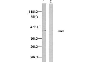 Western blot analysis of extracts from HeLa cells using JunD (epitope around residue 255) antibody (ABIN5976225). (JunD anticorps  (Ser255))