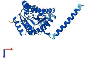 AlphaFold protein structure predicition of Mouse Recombinant Sdr16c5 Protein, UniprotID Q7TQA3