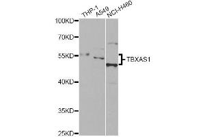 Western blot analysis of extracts of various cell lines, using TBXAS1 antibody. (TBXAS1 anticorps)
