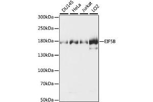Western blot analysis of extracts of various cell lines, using EIF5B antibody (ABIN6291146). (EIF5B anticorps)
