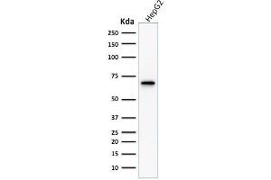 Western Blot Analysis of human HepG2 cell lysate using COX-2 Mouse Monoclonal Antibody (COX2/1941).