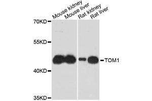 Western blot analysis of extracts of various cell lines, using TOM1 antibody (ABIN5996067) at 1:3000 dilution. (TOM1 anticorps)