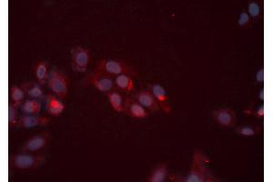 ABIN6276414 staining HeLa cells by ICC/IF. (ERBB3 anticorps  (C-Term))