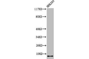 Western Blot analysis of 293 cells using Cleaved-Integrin α5 LC (E895) Polyclonal Antibody (ITGA5 anticorps  (Cleaved-Glu895))