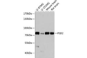 Western blot analysis of extracts of various cell lines, using PSD2 antibody (ABIN7269411) at 1:1000 dilution. (PSD2 anticorps  (AA 1-190))