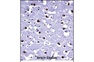 TARBP2 Antibody (N-term) (ABIN2846967)immunohistochemistry analysis in formalin fixed and paraffin embedded human brain tissue followed by peroxidase conjugation of the secondary antibody and DAB staining. (TARBP2 anticorps  (N-Term))