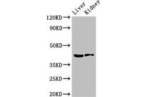 Western Blot Positive WB detected in: Mouse liver tissue, Mouse kidney tissue All lanes: HSD3B7 antibody at 3.