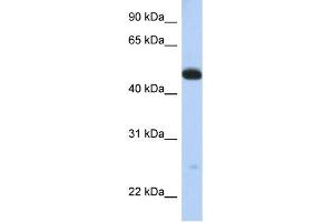 WB Suggested Anti-WDR1 Antibody Titration:  0. (WDR1 anticorps  (C-Term))