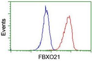 Image no. 5 for anti-F-Box Protein 21 (FBXO21) antibody (ABIN1498232) (FBXO21 anticorps)