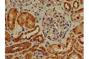 Immunohistochemistry of paraffin-embedded human kidney tissue using ABIN7163291 at dilution of 1:100
