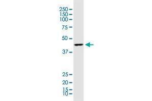 ACAA1 monoclonal antibody (M01), clone 3F11.