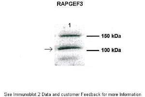 Human CFBE (RAPGEF3 anticorps  (Middle Region))