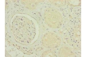 Immunohistochemistry of paraffin-embedded human kidney tissue using ABIN7142279 at dilution of 1:100 (MRPS6 anticorps  (AA 1-125))