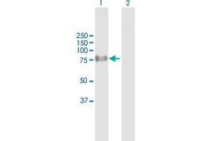 Western Blot analysis of ProSAPiP1 expression in transfected 293T cell line by ProSAPiP1 MaxPab polyclonal antibody. (ProSAPiP1 anticorps  (AA 1-673))