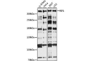 Western blot analysis of extracts of various cell lines, using RIF1 antibody (ABIN7269852) at 1:1000 dilution.