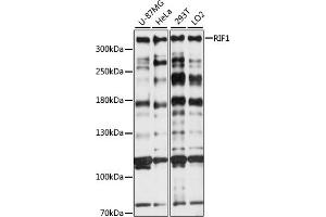 Western blot analysis of extracts of various cell lines, using RIF1 antibody (ABIN7269852) at 1:1000 dilution. (RIF1 anticorps  (AA 2173-2472))