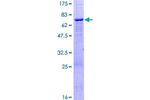 Image no. 1 for Protein Phosphatase, Mg2+/Mn2+ Dependent, 1K (PPM1K) (AA 1-372) protein (GST tag) (ABIN1315923)