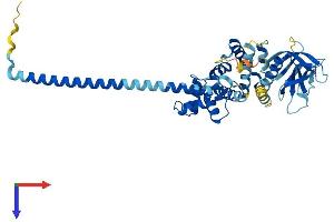 AlphaFold protein structure predicition of Human Recombinant CYTH4 Protein, UniprotID Q9UIA0