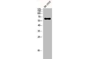 Western Blot analysis of SH-SY5Y cells using hnRNP Q Polyclonal Antibody