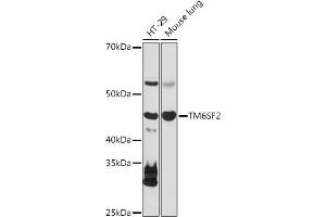 Western blot analysis of extracts of various cell lines, using TM6SF2 antibody (ABIN7270937) at 1:1000 dilution.
