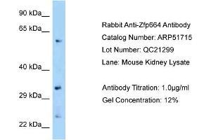 WB Suggested Anti-Zfp664 Antibody   Titration: 1. (ZNF664 anticorps  (C-Term))