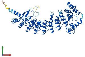 AlphaFold protein structure predicition of Mouse Recombinant Asb4 Protein, UniprotID Q9WV71
